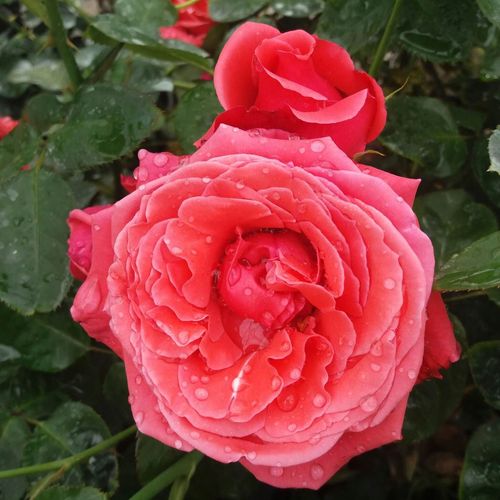 Shop - Rosa Allégresse™ - rot - teehybriden-edelrosen - duftlos - Marcel Robichon - Ihre roten Blühten verblassen im Laufe der Blütezeit.